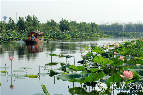 焦岗湖坐标淮南,横跨毛集,颍上两区县,地处淮河之畔,淝水之滨,环境