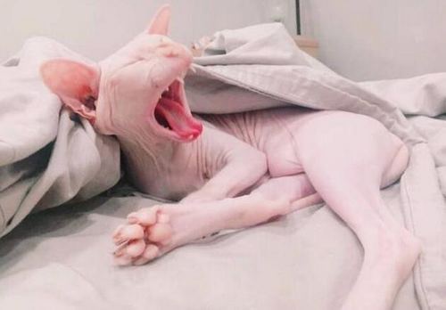 雪莉再晒家居照，抢镜的却是她的无毛猫 (组图)