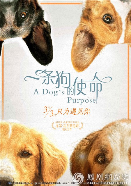 《一条狗的使命》定档3月3日 被赞“必看必爱必哭”