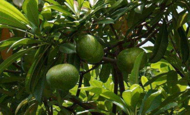 河南首次截获海檬树种 酷似芒果却有剧毒