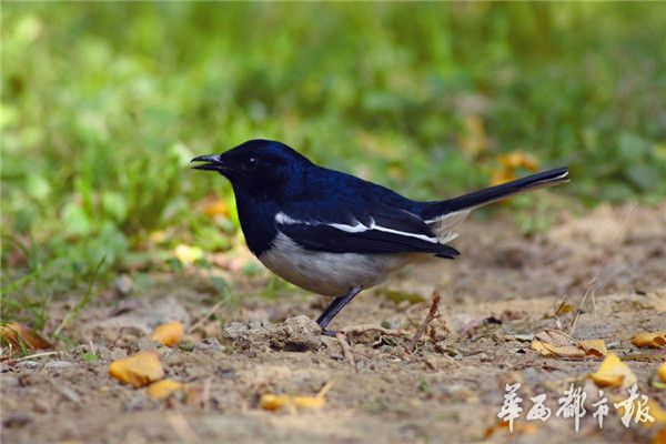 成都市2019年老年人口信息猴_6月24日,观音送财送子来了,属猴人快快接下吧(2)