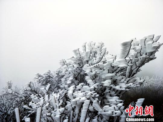 继2月9日第一场春雪后，23日，广东金子山再迎春雪。　曾令华 摄