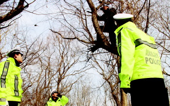 青岛:奇葩!酒驾躲处罚,司机爬上树