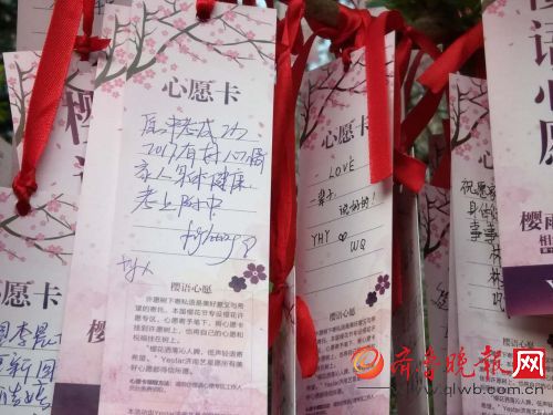 济南五龙潭公园樱花节，樱花树下许愿心意浓