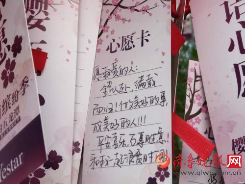 济南五龙潭公园樱花节，樱花树下许愿心意浓