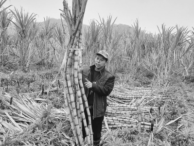 蔗农郭开金忧心忡忡地望着眼前的甘蔗林，讲述甘蔗滞销让贫困家庭陷入了更大困境。