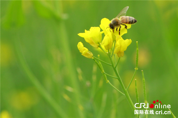 油菜花田处处可见采蜜的蜜蜂 摄影：桑德格