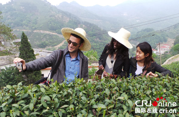 奥里在信阳市商城县体验手工采茶。