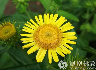 一日禅 人生最大的悲哀 凤凰新闻