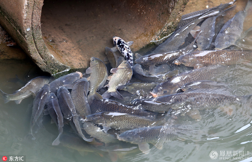 鱼多久会缺氧死 7cdd13bc-139f-4606-8131-bda9c49963e8_size244_w1024_h656.jpg