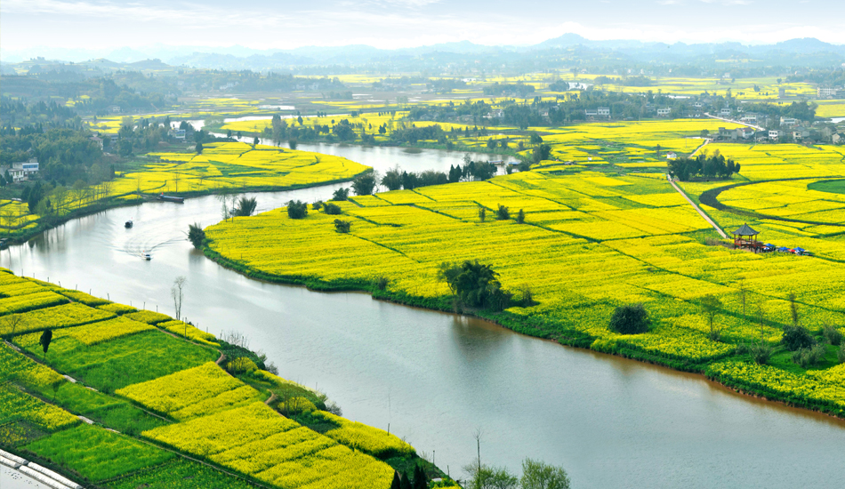 金灿灿的油菜花在碧波荡漾的琼江河上形成一道靓丽的风景。
