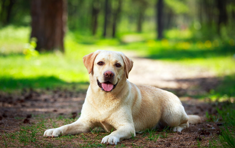 怎么教狗狗后退 782a688334158bb_w816_h516.png