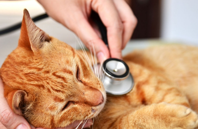 猫胺膏有什么功效?猫眼泪多可以吃猫胺膏吗?