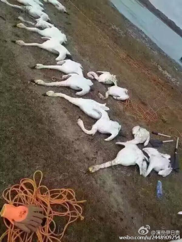 内蒙古数百天鹅被捕杀？官方：确有死体，死因不明