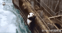 野生大熊猫不慎落水 扒栅栏姿势惹人笑(图)