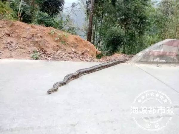 闽清三四米长巨蟒，慢吞吞过马路…吓坏了老司机！