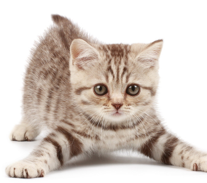 猫咪得肠炎吃什么药好得快,六种高活性菌调理