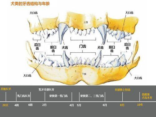 什么时候换牙合适 2e8413fad3db46d_w500_h375.jpg