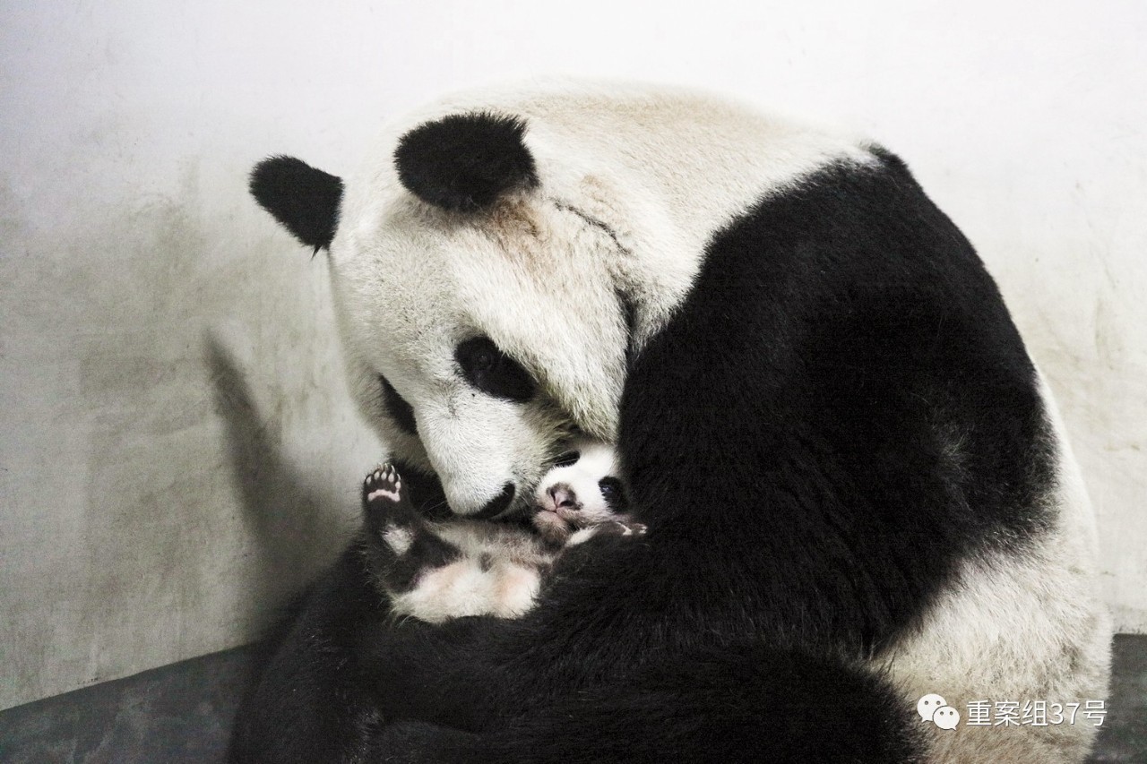 媒体：大熊猫“母女”去世，为何时隔多日才公布？