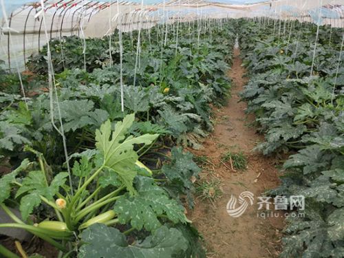 杞县邢口镇_金堂县淮口镇_邢口镇经济收入(3)