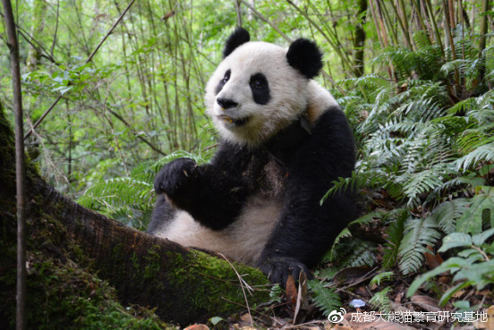 首批野放大熊猫“和盛”去年死亡 曾遭不明动物攻击