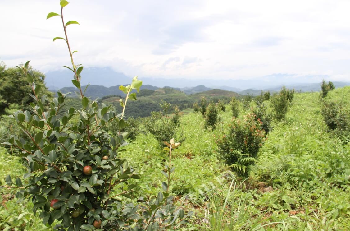 秀山计划新建油茶基地2万亩 或打造百里油茶长