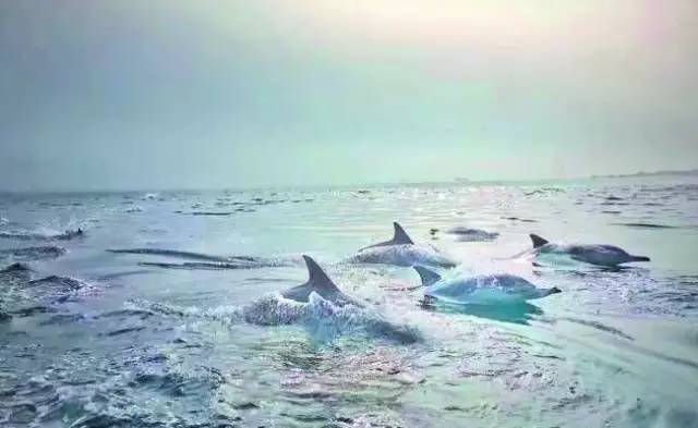 美呆！汕头南澳海域被这上百条海豚承包了！