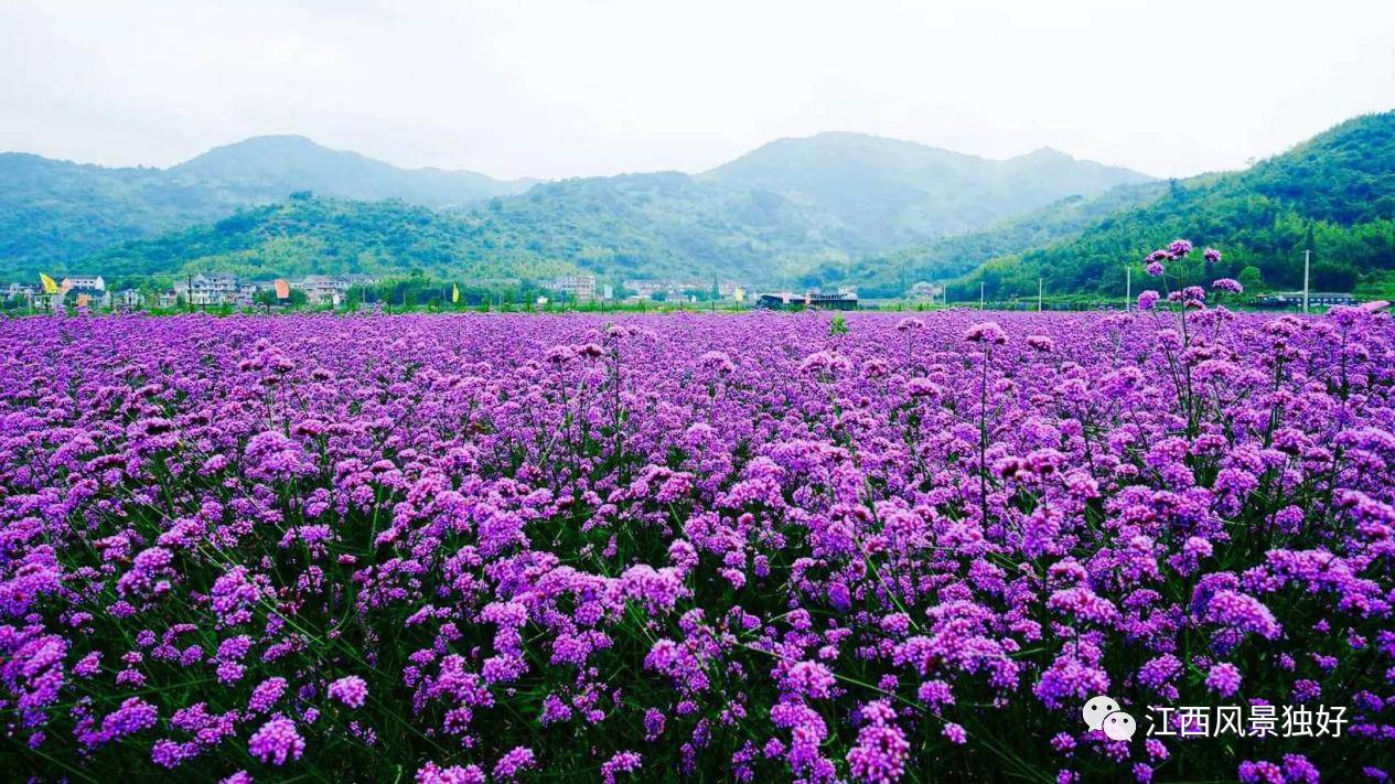 约会不用去普罗旺斯江西这些紫色花海绝美浪漫 手机凤凰网