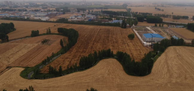 河南新乡小麦“镉污染”调查：超标1.7倍至12.8倍