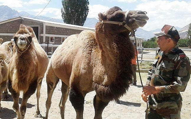 印军将骆驼引入中印边境 运送武器弹药