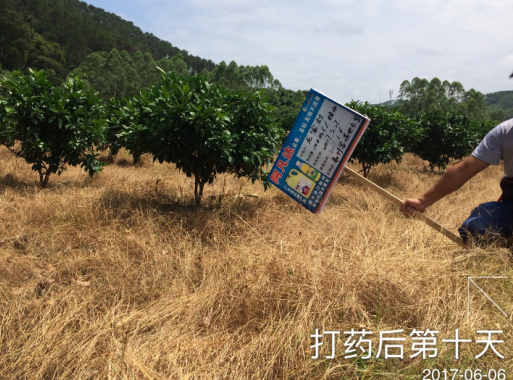 柑橘园除草费时费力?快使用黄金阿凡达