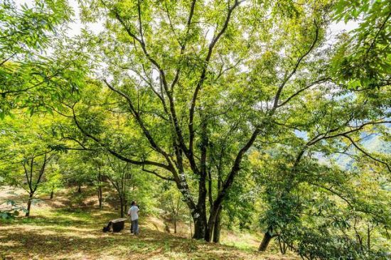 110岁老树当选宁国 山核桃树王 最高年产量达