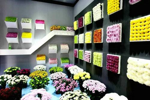 中国（开封）第六届国际菊花展暨《天下菊花 金菊十品》邮票首发式在清明上河园举行