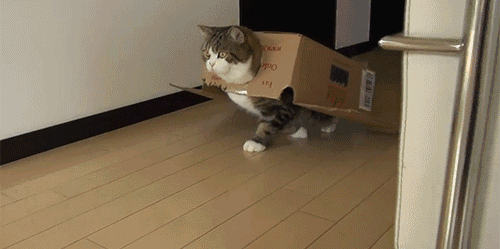 ����è��������è�� һ�껨��һ���