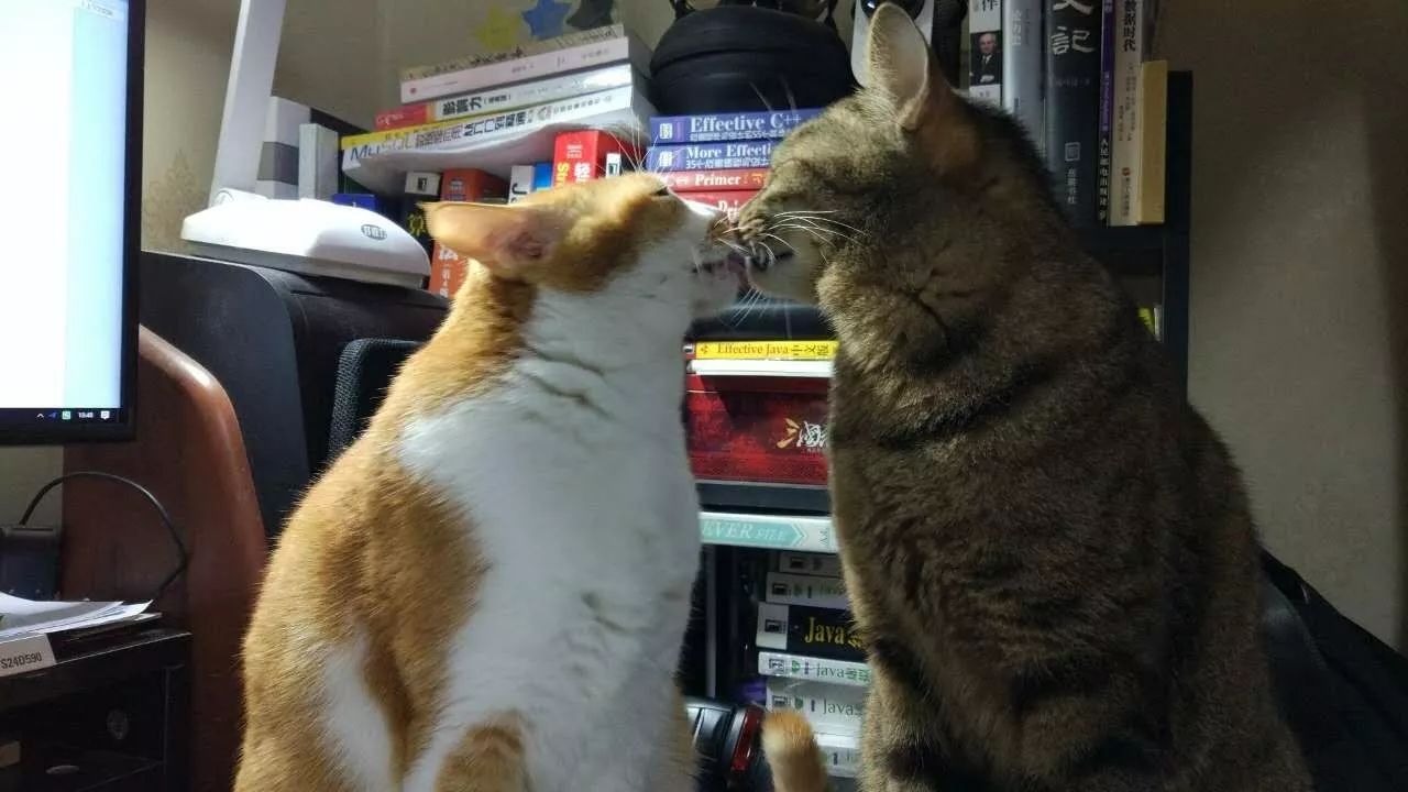 ����è��������è�� һ�껨��һ���