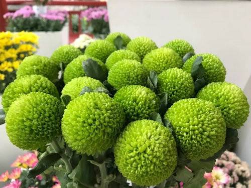 中国（开封）第六届国际菊花展暨《天下菊花 金菊十品》邮票首发式在清明上河园举行