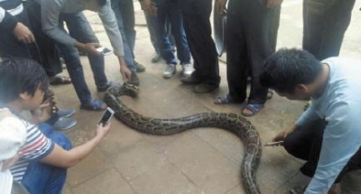 蛇是什么时候出来晒太阳 f047e66ca59e5e1_w400_h216.jpg