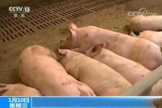 受节日消费和天气影响 中国猪肉价格连涨8周