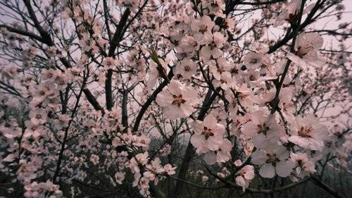 青天河风景区:一山桃花盎然一个春天