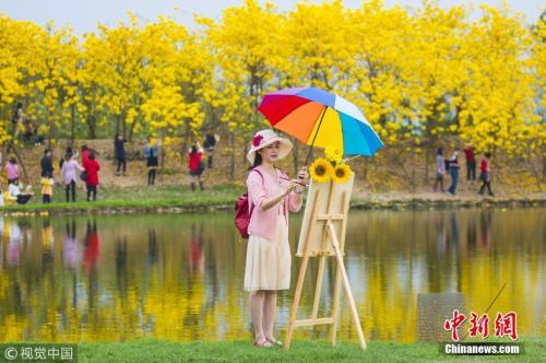3月7日，佛山大片黄金风铃木盛开，市民游客踏春赏花正当时。霍广良摄图片来源：视觉中国
