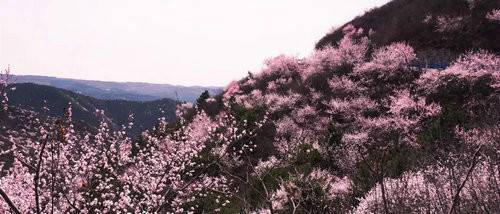 青天河风景区:一山桃花盎然一个春天
