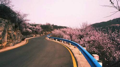 青天河风景区千山万壑花开成海 美丽的桃花湾