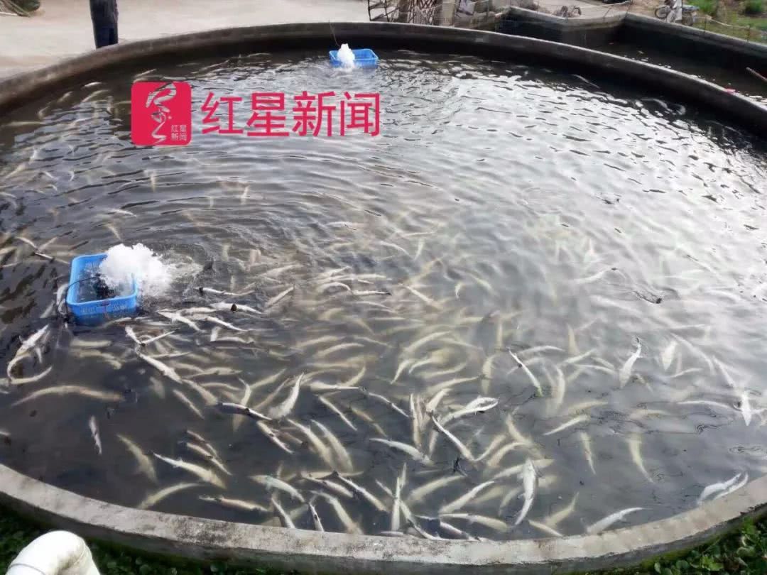 邹相信与侄子邹建国合伙经营 水族资讯 兰州水族第6张 邹相信与侄子邹建国合伙经营 水族资讯 兰州水族第6张