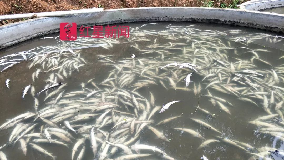 广东养殖户鲟鱼连被投毒 县委书记宣布扫黑除恶