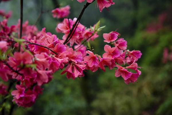 杜鹃花开简谱_杜鹃花红唱新歌简谱(3)