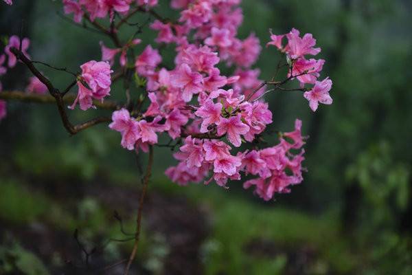 杜鹃花开简谱_杜鹃花红唱新歌简谱(3)