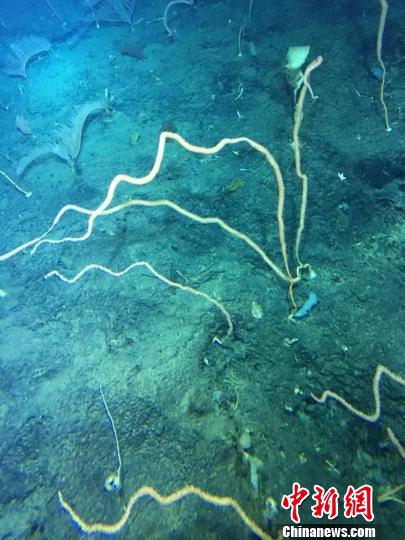 海底“冷水珊瑚林”。 受访者供图。