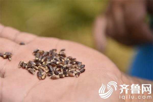 这里的小麦不一般:荣成石岛某村种出400亩紫色