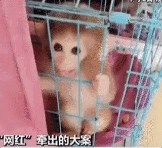 网红直播养猴牵出大案：35人被抓 20只猕猴死亡