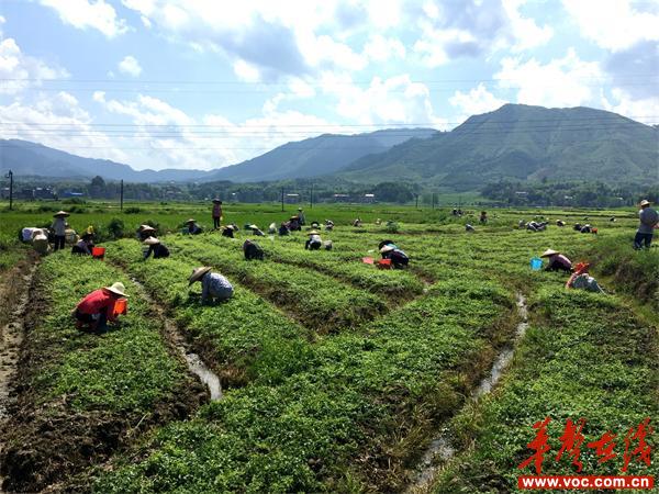 绞股蓝排行_返乡种植绞股蓝致富路上帮乡亲——安康市平利县沙河茶厂胡彬创业致...(2)